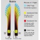 MVP Matrix - Proton